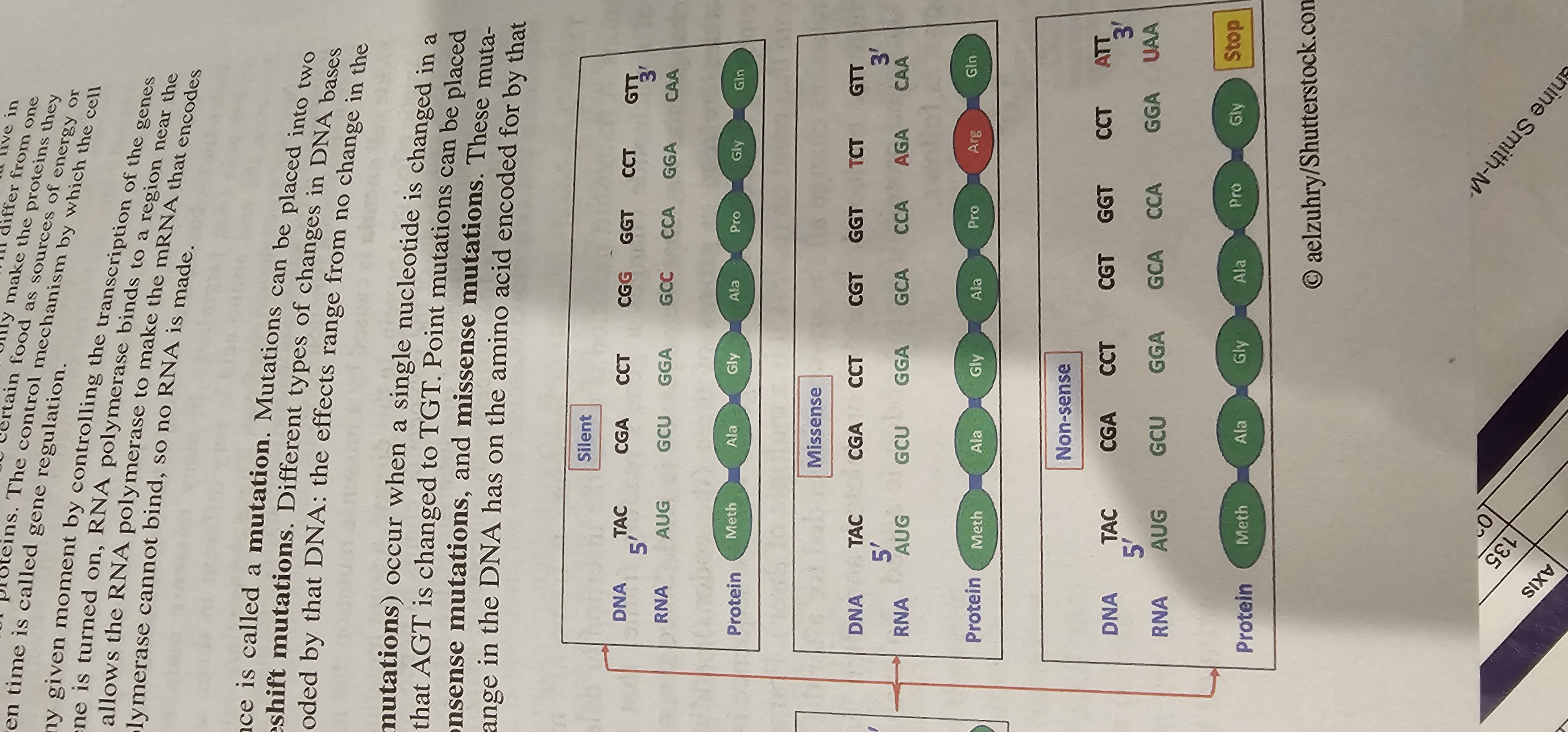 <p>Point mutation that converts an amino-acid codon into a stop codon, producing a truncated polypeptide.</p>