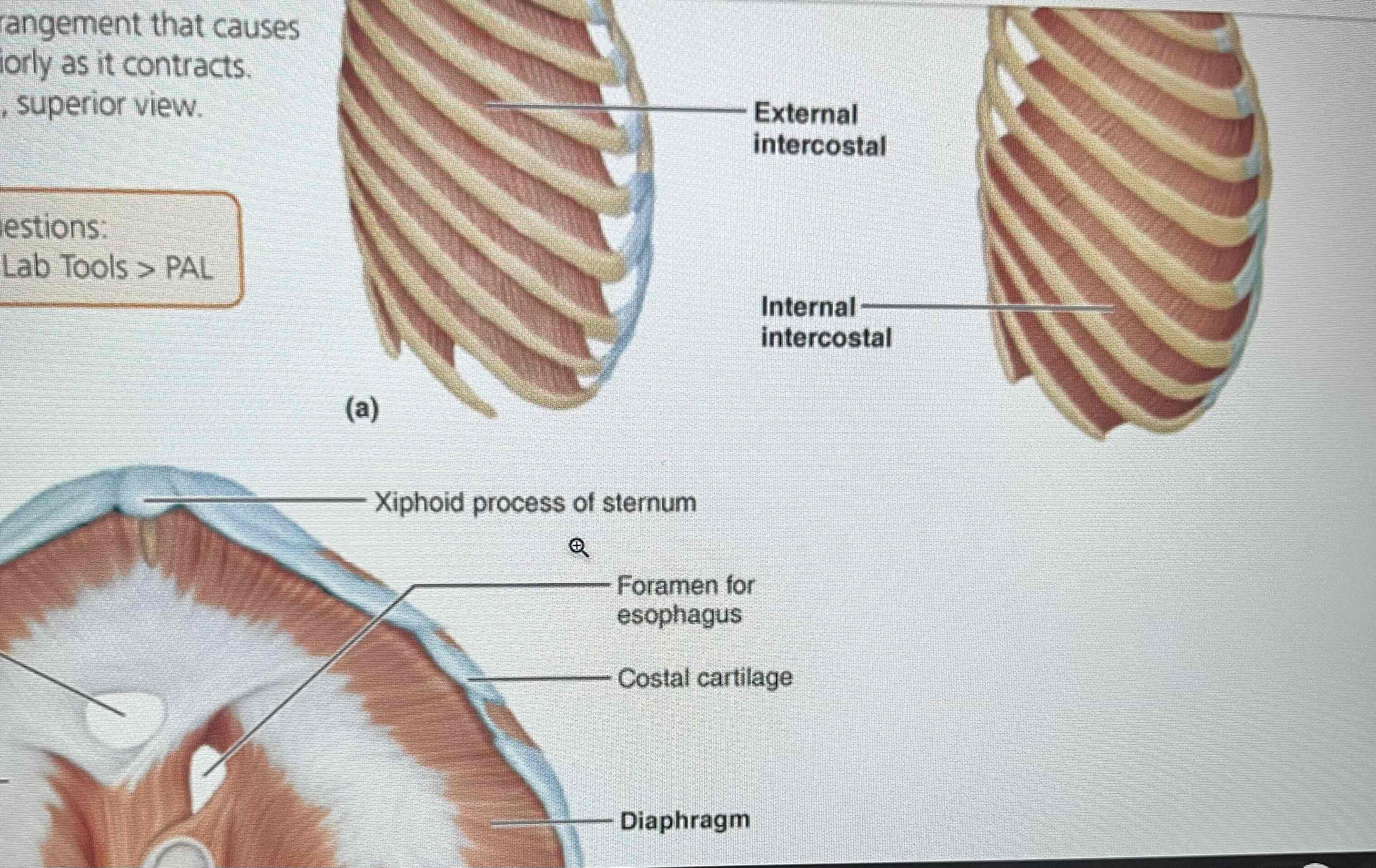 <p>External intercostal -O: inferior border is rib. I: superior border of rib</p><p>Diaphragm- O; inferior internal rib cage. I: central tendon A: Prime mover</p>