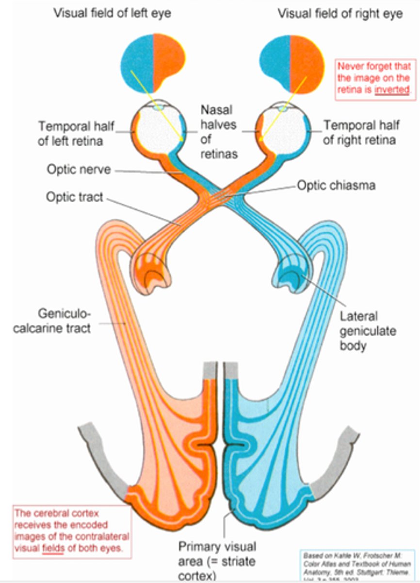 <p>Each retina is divided into two halves, nasal hemiretina (center) and temporal hemiretina (outside).</p><p>Nasal hemiretinas cross over in optic chiasm and the two left hemiretinas and two right hemiretinas stick together into the brain.</p><p>Right field of view to left brain and vice versa</p>