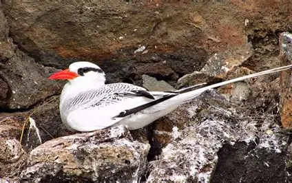 <p>Red-Billed Tropicbird </p><ul><li><p>Resident, not endemic </p><ul><li><p>nests in the cliffs on several islands in the archipelago but flies far out to sea to feed </p></li></ul></li><li><p>White tails and bright red bills </p></li><li><p>Prey consists of squid and fish</p><ul><li><p>feed by plunge diving </p></li></ul></li><li><p>single egg is laid in each nest </p></li><li><p>breeding may occur throughout the year </p></li></ul><p></p>
