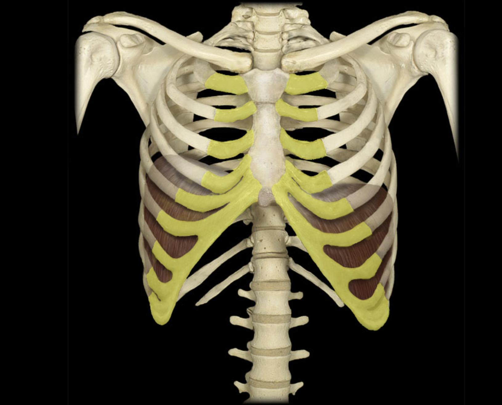 <p>Costal cartilages</p>