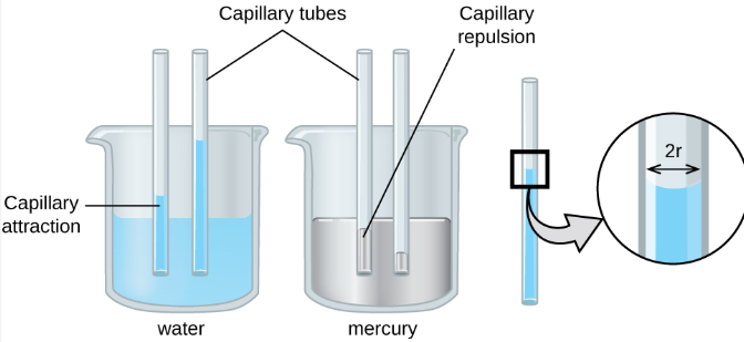 <p>the upward movement of water due to the forces of cohesion, adhesion, and surface tension</p><p>occurs when adhesion is greater than cohesion</p><p>important for transport of water and nutrients in plants</p>