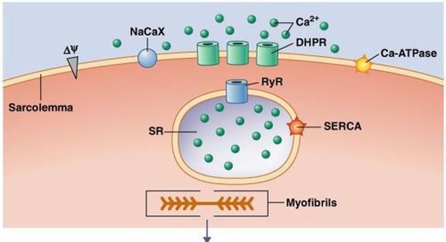 <p>Process linking electrical signals to muscle contraction.</p>
