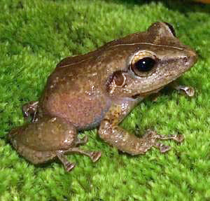 <p>Rana: frog</p><p>Sonido: sound</p>