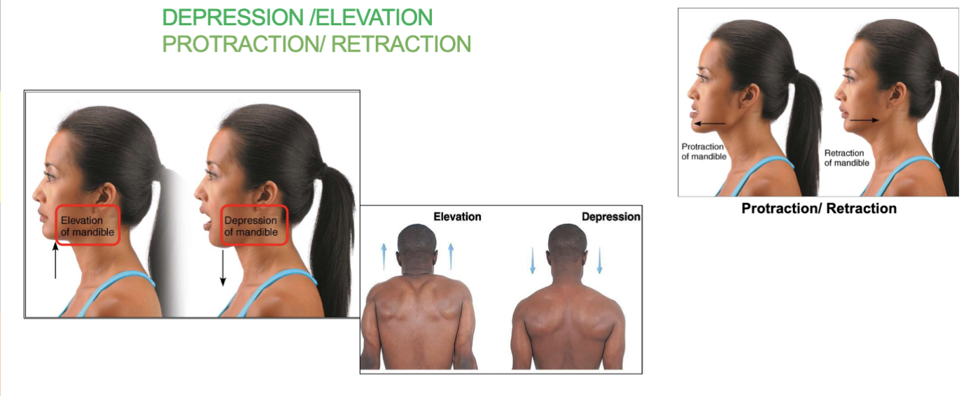 <p><strong>depression/elevation</strong> - opening/closing <u>mouth and shoulder</u></p>