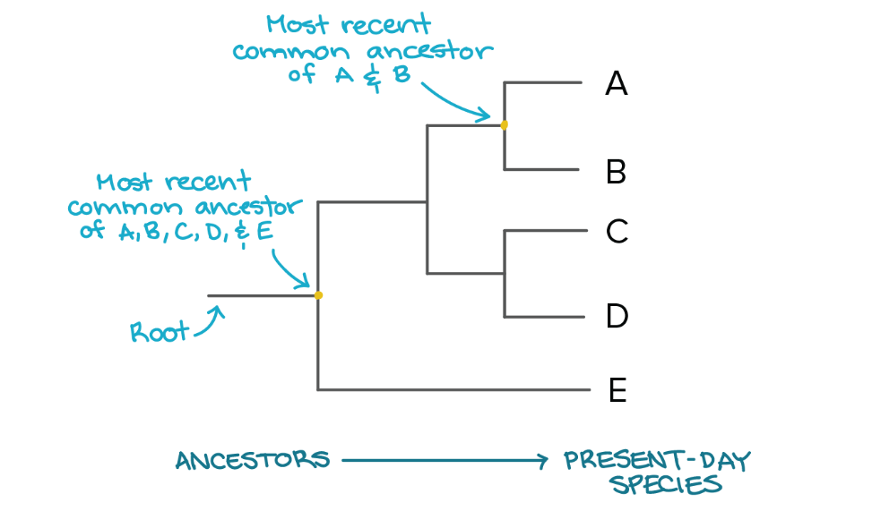 <p><strong>phylogenetic tree info</strong></p><p>-branch points represent a common ancestor where species diverged.</p><p>-the <strong>more recent</strong> the common ancestor, the <strong>more closely related</strong> the species</p><p>→species that diverged recently share a more recent common ancestor and are more closely related.</p><p>-the <strong>less recent</strong> the common ancestor, the <strong>more distantly related</strong> the species.</p><p>→species that diverged a long time ago are distantly related.</p><p>-Species at the ends of the branches are present-day species, while species at start of the tree are species from the past.</p><p></p><p>in diagram why is A more closely related to B than C?</p><p>what letter was first to diverge from the common ancestor?</p>