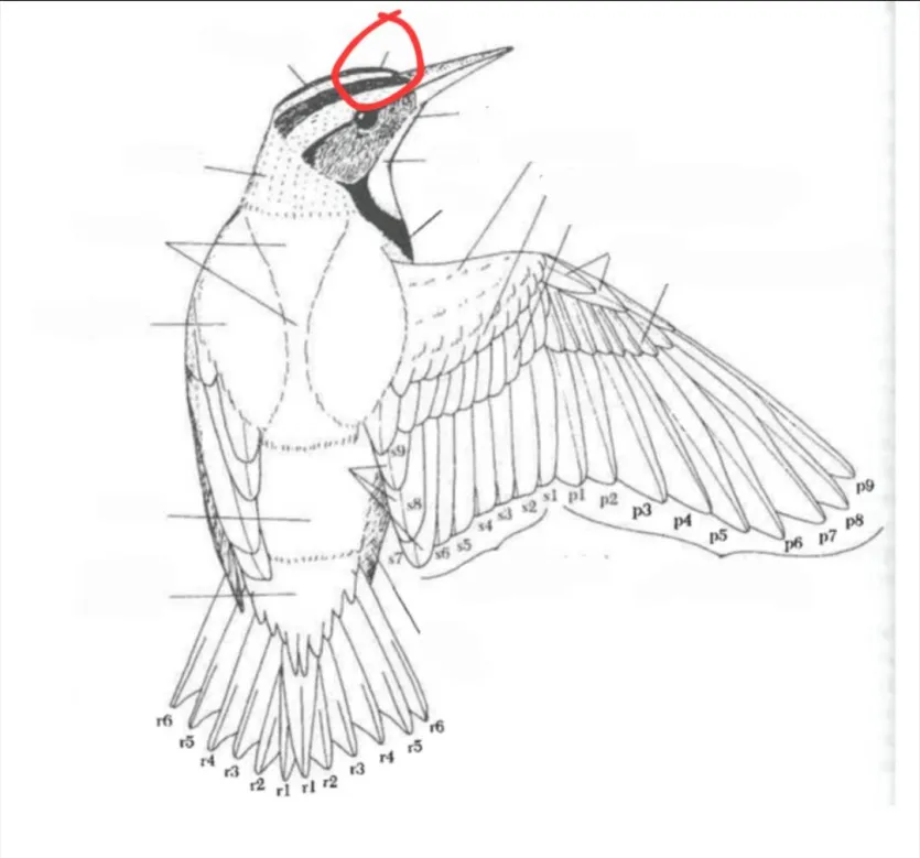 term image