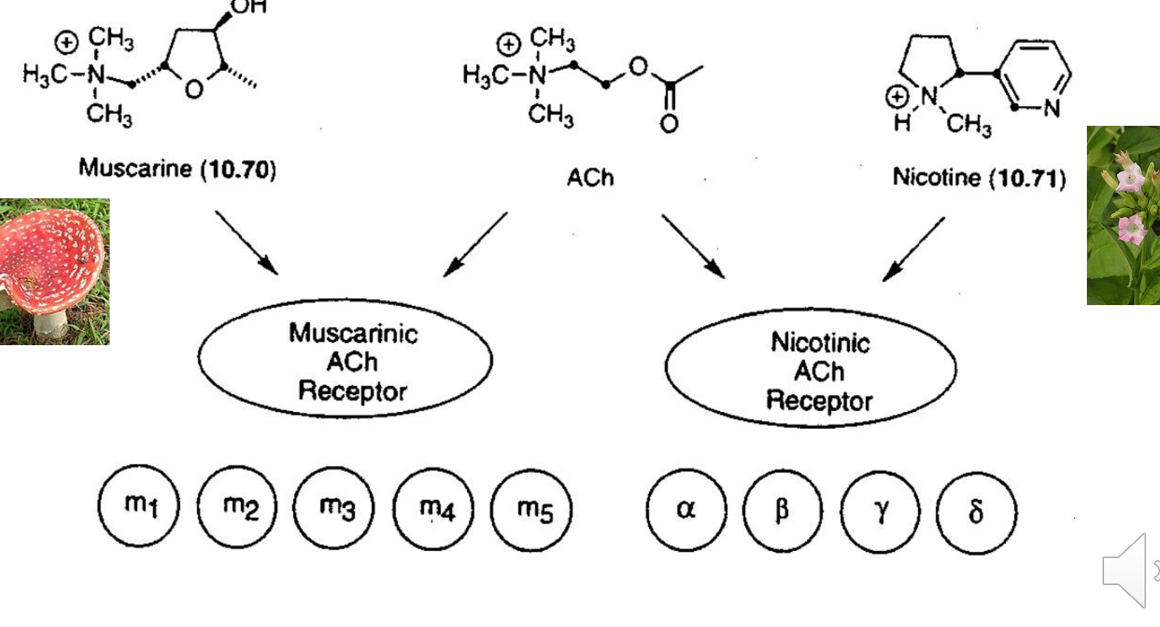 <p>Acetylcholine has the flexibility to assume the bioactive conformation to activate both muscarince and nicotinic receptors</p><ul><li><p>Plants have found a way to selectively modulate these receptors as a defense mechanism by the production of conformationally restricted selective ligands</p></li></ul><p></p>
