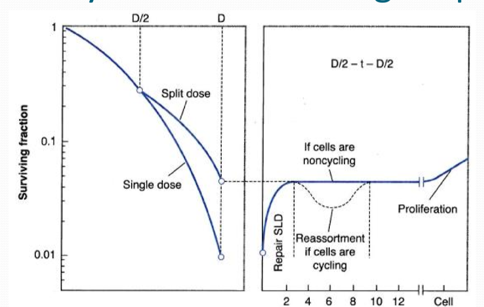 <p>why do we get a sparing effect if we split dose?</p>