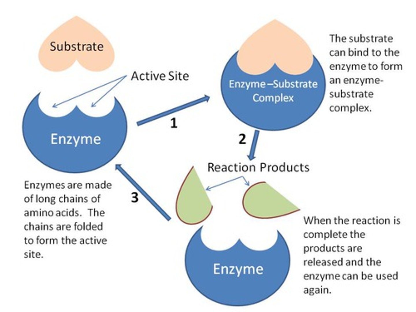 <p>A type of protein that speeds up a chemical reaction (breaking down or putting together molecules) by decreasing the activation energy needed for the reaction to occur</p>