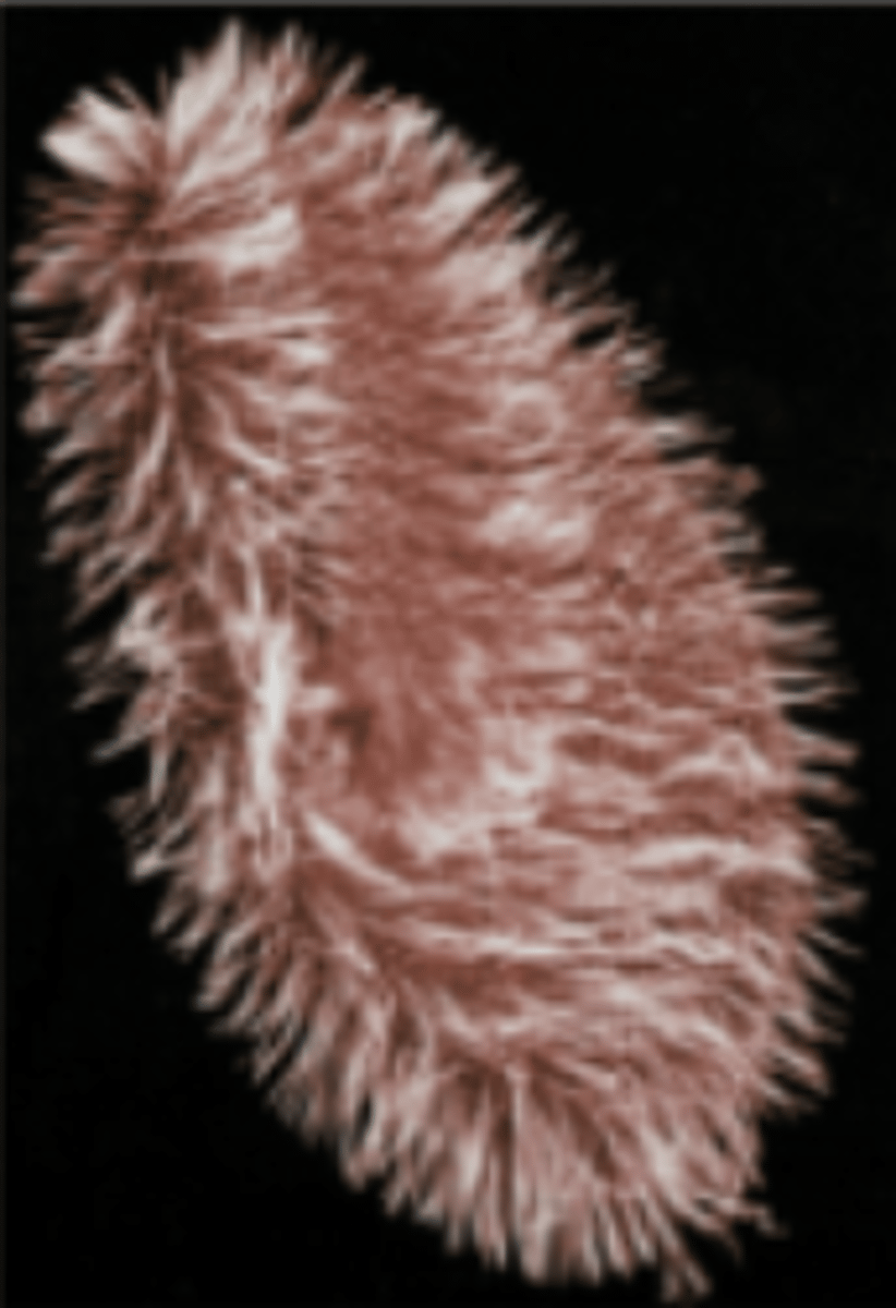 <p>What is this and how does it swim?</p>
