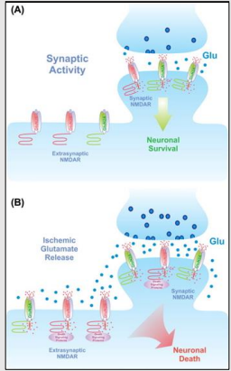 <ul><li><p>The <strong>NMDA receptor</strong> is crucial for controlling <strong>synaptic plasticity</strong> and mediating <strong>learning</strong> and <strong>memory</strong> functions.</p></li><li><p>Excessive stimulation of the NMDA receptor during a stroke can lead to <strong>neuron death</strong>.</p></li></ul><p></p>