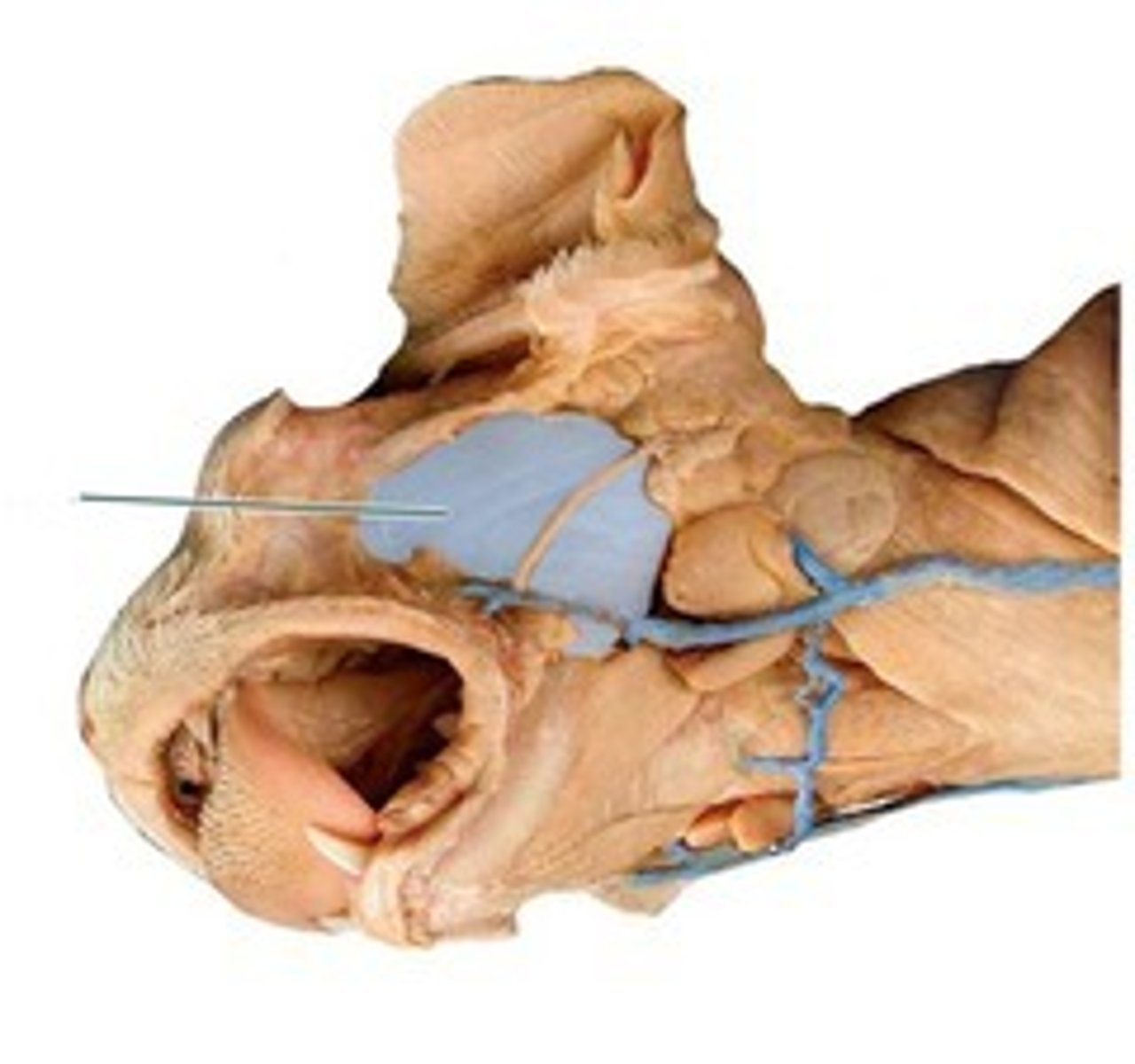 knowt flashcard image