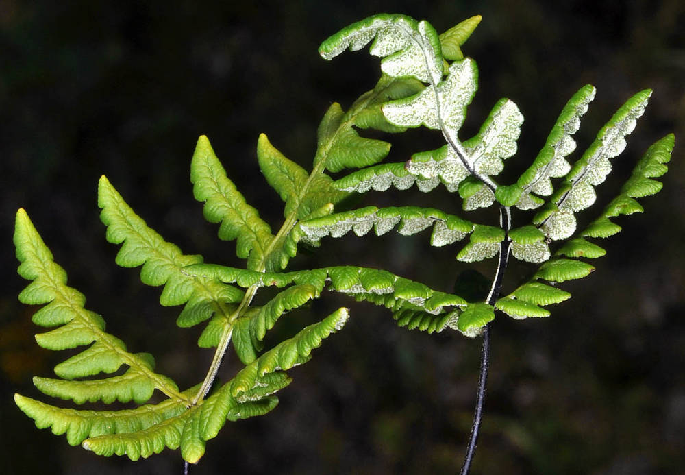 <p>Gold back fern</p>