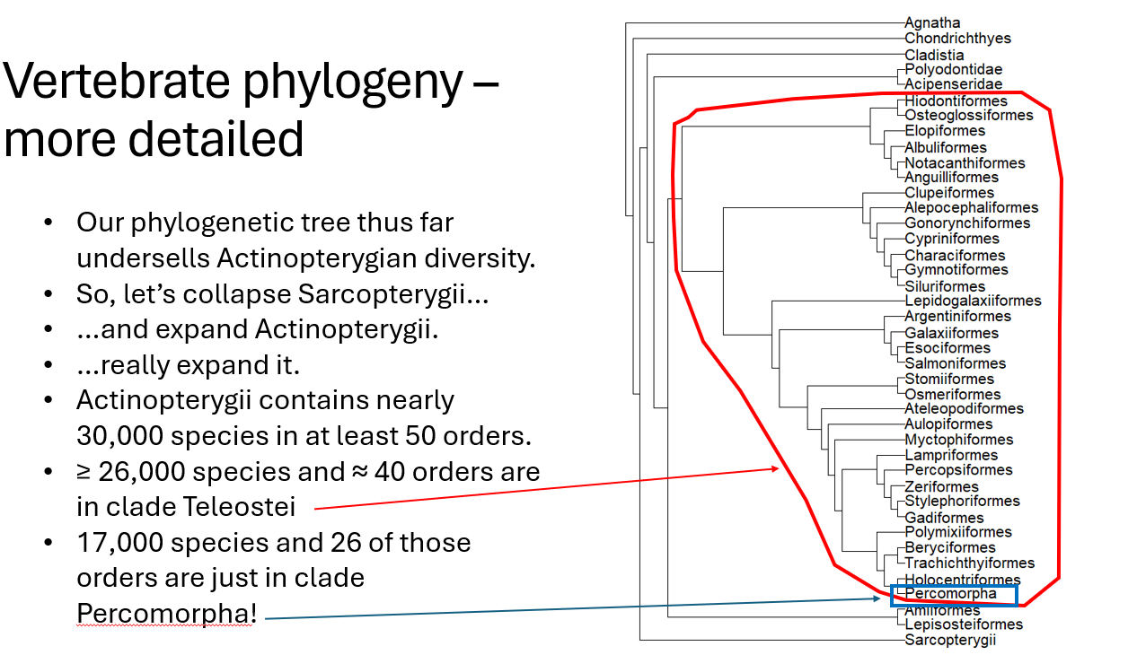 <p><span>•Actinopterygii contains nearly 30,000 species in at least 50 orders.</span></p><p><span>•≥ 26,000 species and ≈ 40 orders are in clade Teleostei</span></p><p><span>•17,000 species and 26 of those orders are just in clade Percomorpha!</span></p>