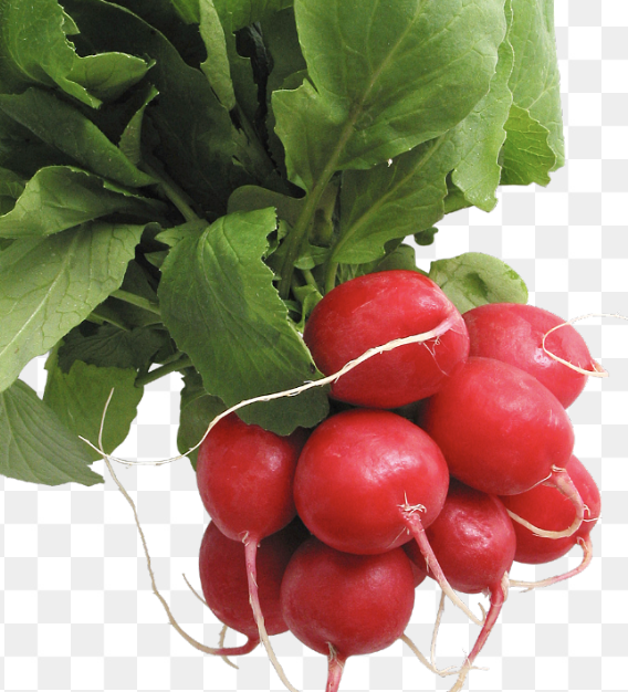 <p>radish</p>
