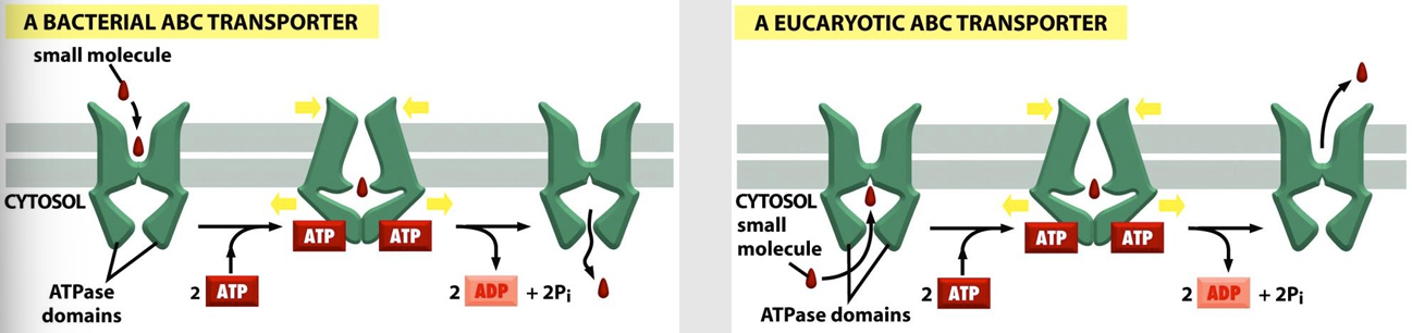 <ul><li><p>(ATP-binding cassettes): Contains two ATP-binding sites</p></li><li><p>ATP hydrolysis following binding results in conformational changes that alternately expose substrate binding sites to one side of the membrane and then the other</p></li><li><p>Transport small molecules across the bilayer</p></li><li><p>Each ABC transporter is thought to be specific for a particular molecule or class of molecules (inorganic ions, amino acids, sugars, peptides, proteins)</p></li></ul><p></p>
