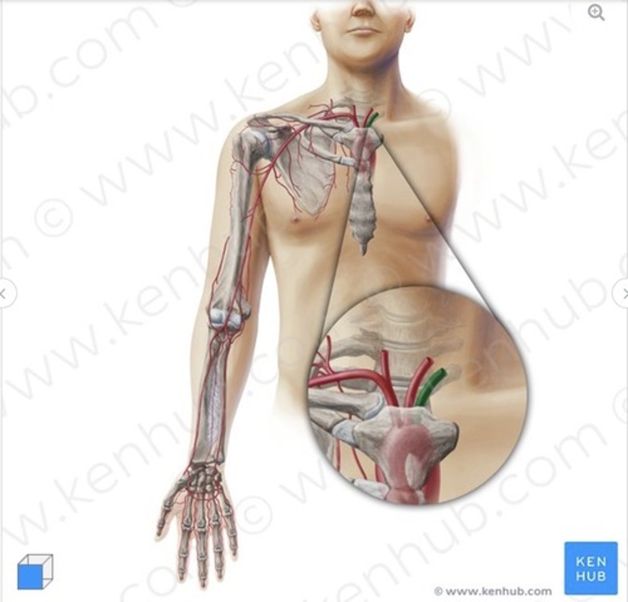 knowt flashcard image