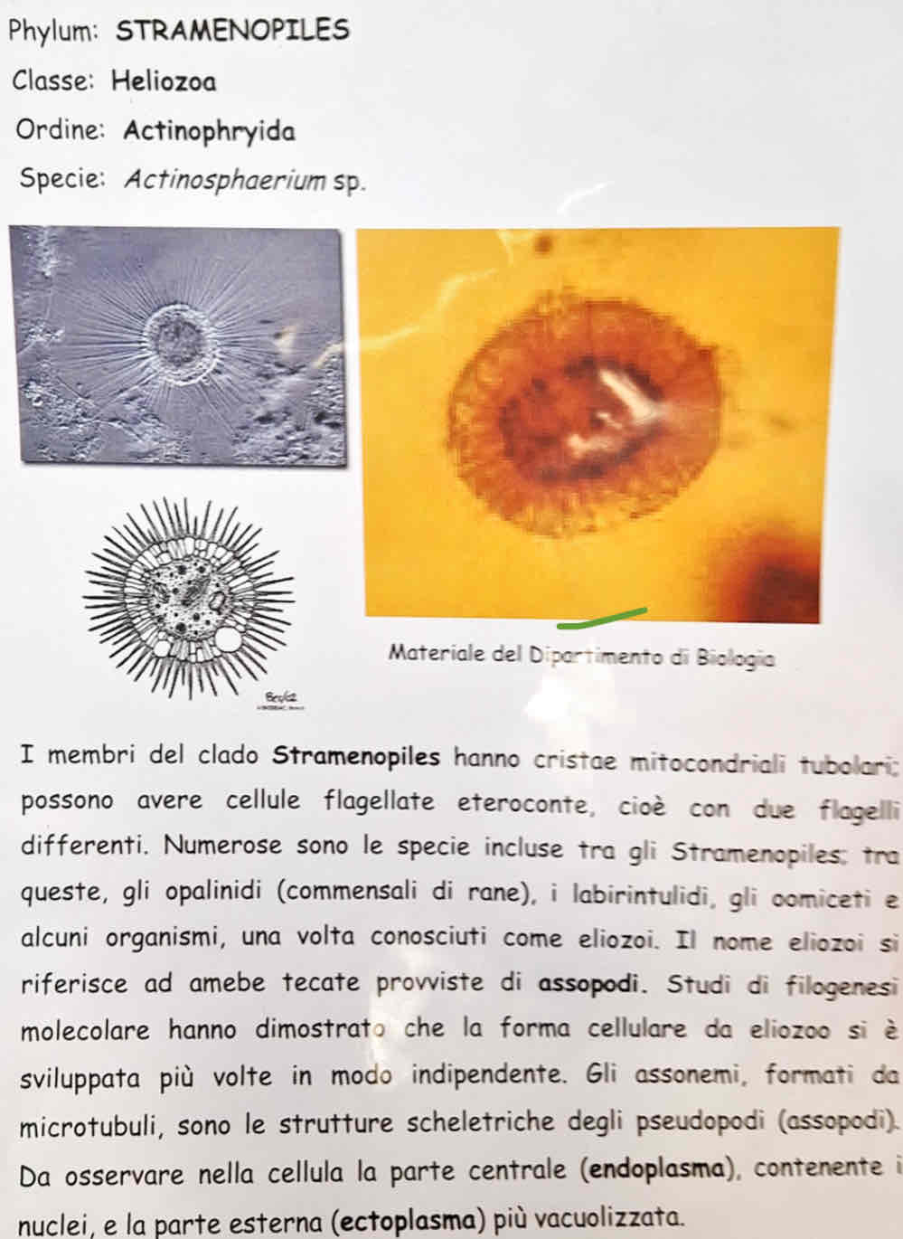 <p><em>Actinosphaerium sp.</em></p>