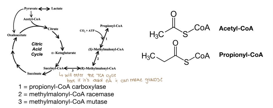 <p>Where do odd-chain fatty acids enter the TCA? </p>