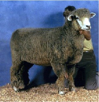 Origin: Australia and New Zealand, Traits: carcass quality, wool production, and growth rate