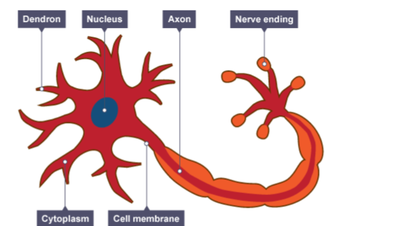 <p>aka nerve cells- basic elements of the nervous system.</p><p>Cell Body: The main processing centre of the cell.</p><p>Dendrites: Thin branching extensions of the cell body that conduct nerve impulses toward the cell body</p><p>Axon: A single branch which conducts nerve impulses away from the cell body. Myelin sheath is covering</p>
