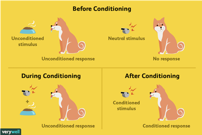 <p>when a (neutral) stimulus becomes associated with a (conditioning) stimulus that elicits a particular response</p>