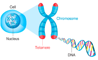 <p>a cap at the end of each chromosome arm which maintains stability</p>