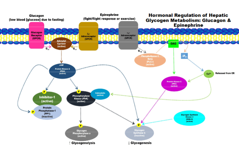 <p>Signalling for break down of glyco and preventing synthesis of glyco</p><p>a is active for b is inactive/inhibited</p><p>phosphorylation and binding of other protein to turn PP1 off</p><p>activating breakdown of glycogen and inhibit its synthesis&nbsp;</p>