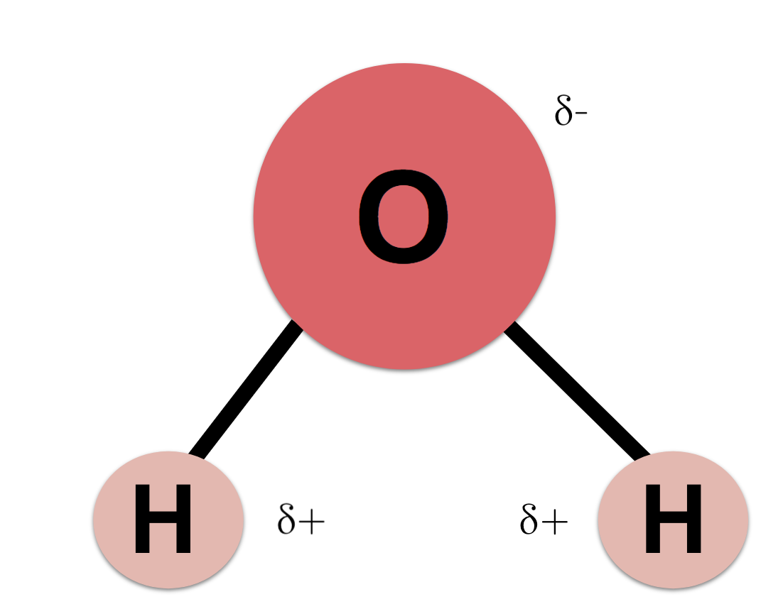 <ul><li><p>A bond formed when atoms with different electronegativities share electrons unequally.</p></li><li><p>Electrons will spend more time next to the atom with a higher electronegativity.</p></li><li><p>Example: In water, oxygen has stronger electronegativity than hydrogen, causing oxygen to hog more electrons than hydrogen. This leads to oxygen to have a partial negative charge, and hydrogen to have a partial positive charge.</p></li></ul><p></p>