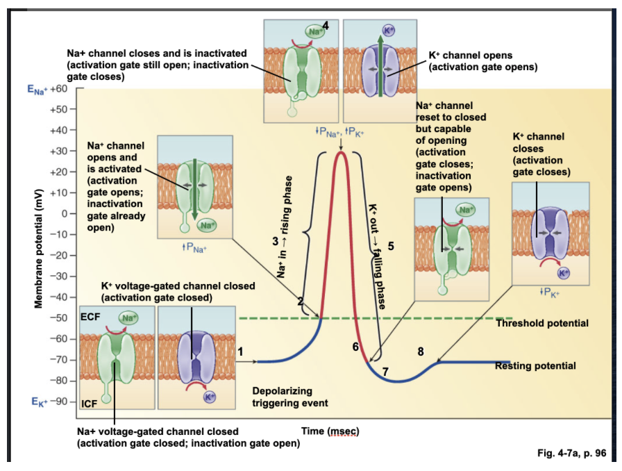 <ul><li><p class="Paragraph SCXW44339492 BCX4" style="text-align: left;"><span style="line-height: 22.0875px; color: windowtext;">At resting potential (-70mV) the Na+ voltage gated channel, the inactivation gate is open, activation gate closed (closed but capable of opening)&nbsp;&nbsp;</span></p><ul><li><p class="Paragraph SCXW44339492 BCX4" style="text-align: left;"><span style="line-height: 22.0875px; color: windowtext;">Voltage Gated potassium channel at –70 is closed&nbsp;&nbsp;</span></p></li></ul></li></ul><ul><li><p class="Paragraph SCXW44339492 BCX4" style="text-align: left;"><span style="line-height: 22.0875px; color: windowtext;">At threshold (-55 mV) both Na+ gates are open, sodium comes flooding in due to concentration gradient created by Sodium Potassium ATPase pump&nbsp;&nbsp;</span></p></li></ul><ul><li><p class="Paragraph SCXW44339492 BCX4" style="text-align: left;"><span style="line-height: 22.0875px; color: windowtext;">At +30 mV, Na+ gates activation gate is open but inactivation gate is closed (closed)&nbsp;&nbsp;</span></p><ul><li><p class="Paragraph SCXW44339492 BCX4" style="text-align: left;"><span style="line-height: 22.0875px; color: windowtext;">K+ channel opens&nbsp;&nbsp;</span></p></li><li><p class="Paragraph SCXW44339492 BCX4" style="text-align: left;"><span style="line-height: 22.0875px; color: windowtext;">Potassium will flood out (going down its concentration gradient) (Repolarize, get more negative)&nbsp;&nbsp;</span></p></li></ul></li></ul><ul><li><p class="Paragraph SCXW44339492 BCX4" style="text-align: left;"><span style="line-height: 22.0875px; color: windowtext;">Na+ channel resets to closed but capable of opening&nbsp; at negative 70 again&nbsp;&nbsp;</span></p></li></ul><p></p>