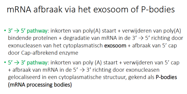 <ul><li><p>3’ → 5’ pathway: uitgevoerd door cytoplasmatisch exosoom</p><ul><li><p>inkorten polyAstaart (3’ uiteinde) </p></li><li><p>verwijderen van polyAbindende proteïnen</p></li><li><p>degradatie van mRNA in de 3’ → 5’ richting door exonucleasen van cytoplasmatisch exosoom</p></li><li><p>afbraak 5’ cap door Cap-afbrekende enzymen</p></li></ul></li><li><p>5’ → 3’ pathway</p><ul><li><p>inkorten polyAstaart</p></li><li><p>verwijderen 5’ cap</p></li><li><p>afbraak mRNA in 5’ → 3’ richting door exonucleasen gelocaliseerd in een cytoplasmatische structuur gekend als P-bodies (mRNA processing bodies)</p></li></ul></li></ul><p></p>