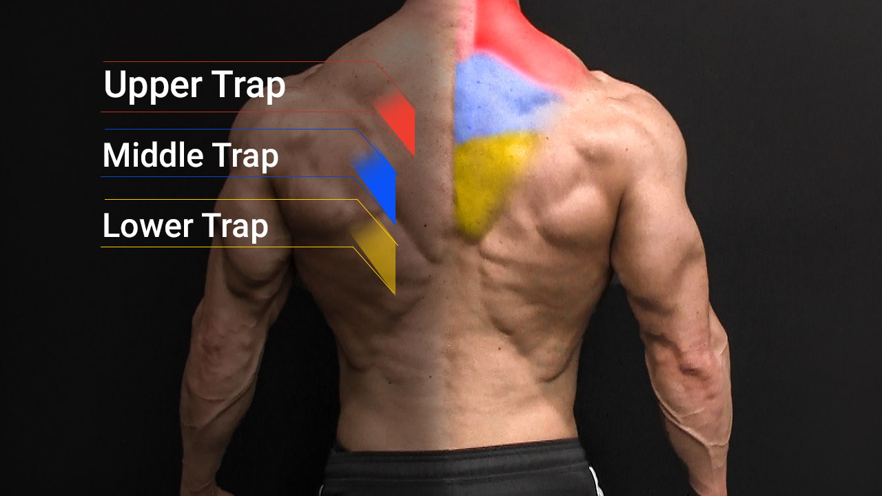 <p>Back of trapezius area (upper back + neck) </p>