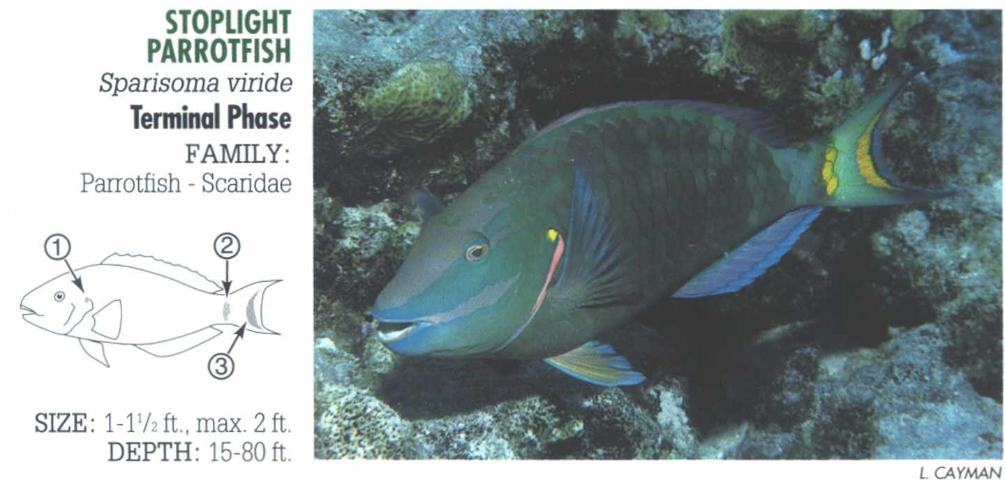 <p><span>TP: 1. Bright yellow spot at upper corner of gill cover. 2. Yellow area at base of tail. 3. Salmon to yellow crescent on tail.</span></p>