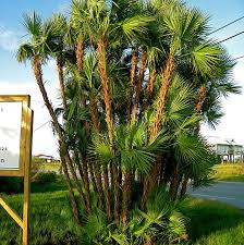 <p>Paurotis Palm</p>
