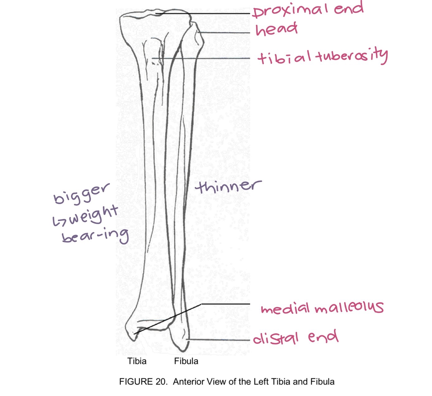 <p>tibia and fibula</p>