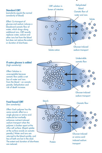 <p><strong>Normal Gut Function:</strong> Fluids move via Cl secretion and −</p><p>Na /glucose absorption. +</p><p></p><p><strong>Diarrhoea Effect</strong>: Pathogens disrupt this balance, causing</p><p>dehydration.</p><p></p><p><strong>ORT Mechanism:</strong> Glucose enables Na (and water) uptake through +</p><p>co-transport.</p><p></p><p><strong>Glucose Risk</strong>: Too much raises osmolarity, worsening dehydration.</p><p></p><p><strong>Starches/Proteins Benefit:</strong> Slowly release glucose/amino acids</p><p>without high osmolarity.</p><p></p><p><strong>Food-Based ORT</strong>: Cereal- or rice-based solutions are cheap, safe,</p><p>and effective for home use.- beneficial slow releasing glucose&nbsp;</p>