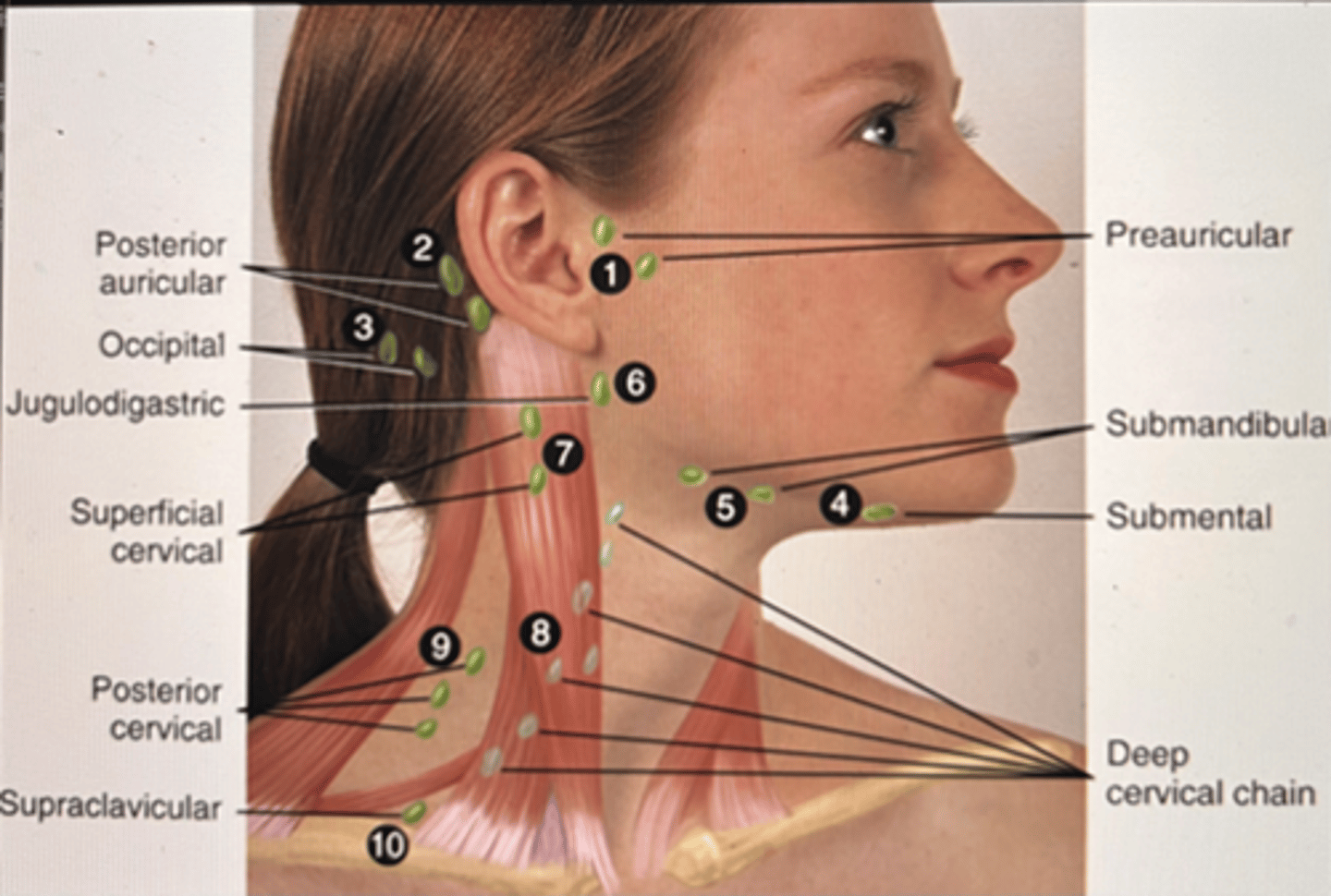 <p>lumps, "swollen glands" (lymphadenopathy), goiter, neck pain or stiffness</p>
