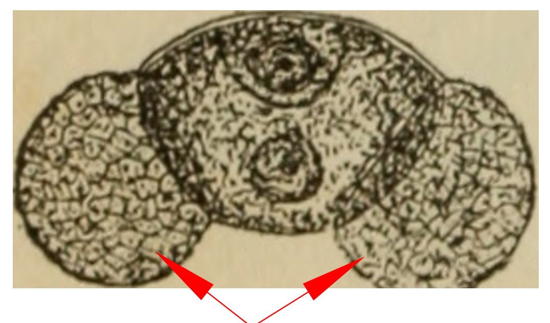 <p>This cross section is of a(n) _________. Identify the structures indicated by the red arrows</p>
