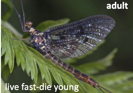 <p>mayflies</p><ul><li><p>large fore wings, small hind wings</p></li><li><p>very short antennae</p></li><li><p>adults 2 or 3 cerci</p></li><li><p>larvae: gills</p></li></ul><p></p>