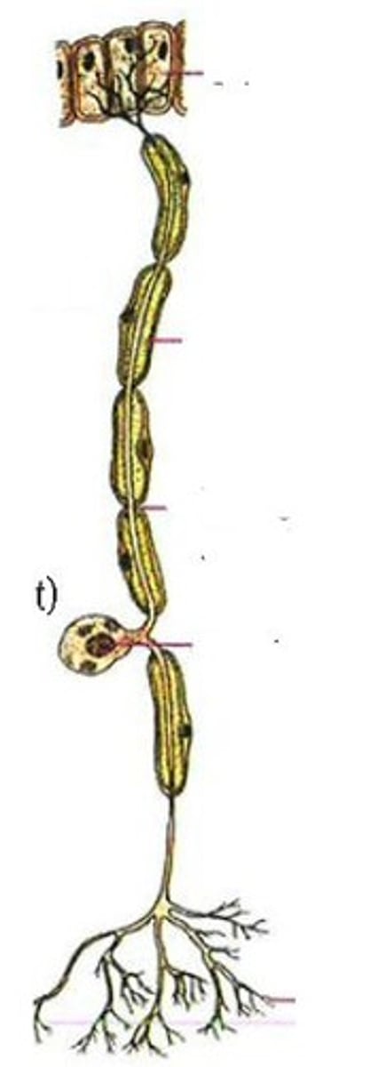 <p> sensorische neuronen</p>