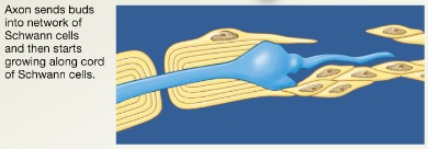 <p>Axon filaments grow through regeneration tube</p>