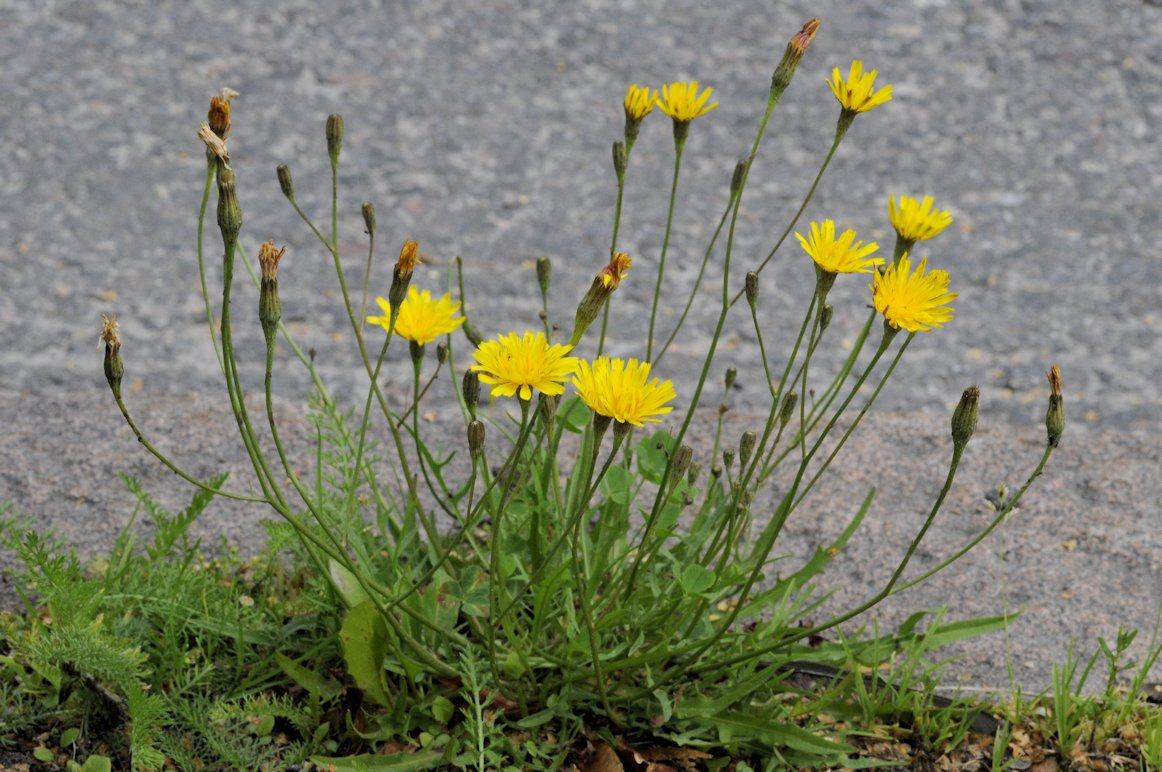 <p>Syysmaitiainen</p>