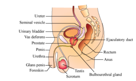 MALE REPRODUCTIVE SYSTEM