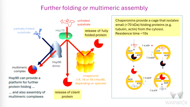 <p>multimeric</p><p>Hsc60</p><p>species</p><p>fully</p><p>isolates</p><p>tubulin</p>