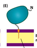 <p>Lipid-anchored membrane proteins</p>