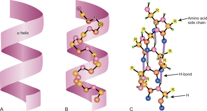 <p>helical secondary structure formed by twisting around itself </p><p>→ each turn is 3.6 aa</p><p>→ r groups located outside helix </p><p>→ hydrogn bonding between carbyoxl group and amino hydrogen </p>