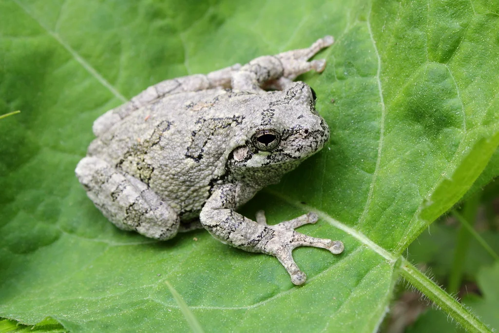 <p>gray treefrog complex</p>
