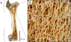 <ul><li><p>looks like a <strong>sponge </strong></p></li><li><p>it is where bone marrow is </p></li><li><p>holds stem cells that are able to turn into red blood cells, etc. </p></li><li><p>AKA<strong> cancellous bone </strong></p></li></ul><p></p>