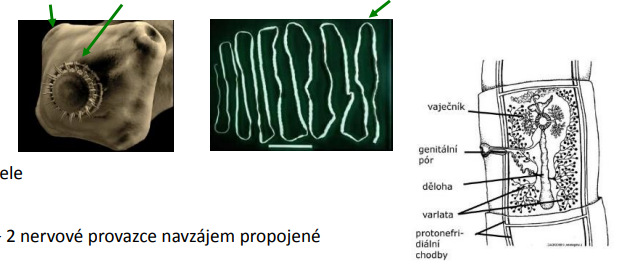 <p> parazité střeva obratlovců v dospělosti chybí TS – příjem potravy povrchem těla</p><p> tělo tvoří hlavička=scolex s přísavkami, někdy s příchytnými háčky, krček a články proglotidy </p><p> hermafroditi, střídání hostitele </p><p> VS: protonefridiální chodby</p><p>  NS: párová uzlina na hlavě + 2 nervové provazce navzájem propojené</p>